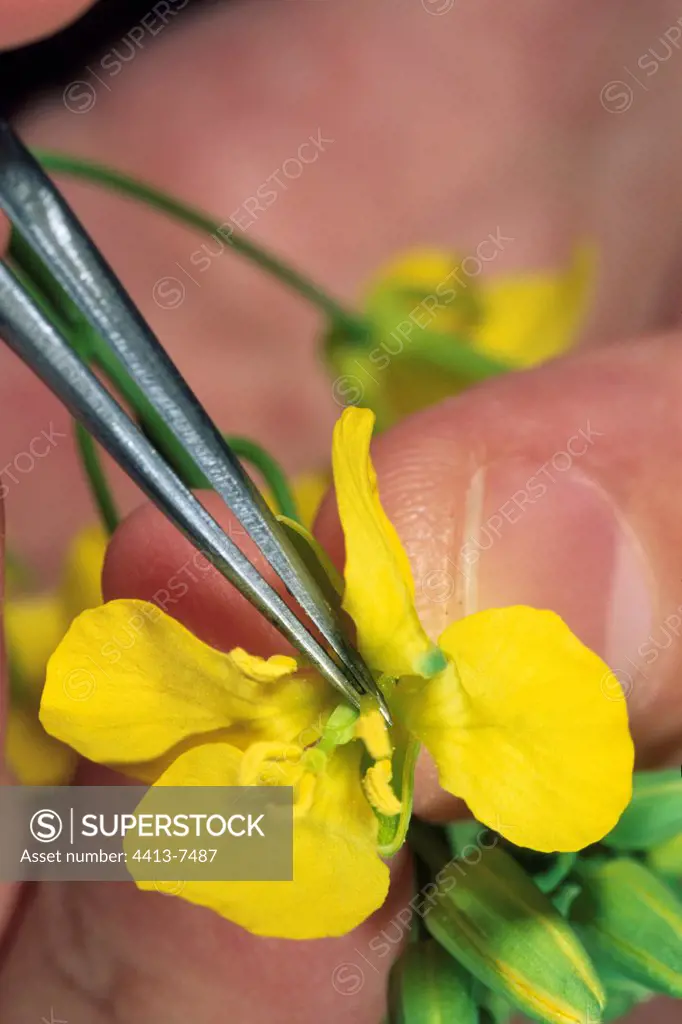 Taking of pollen on a trangenic flower of turnip France