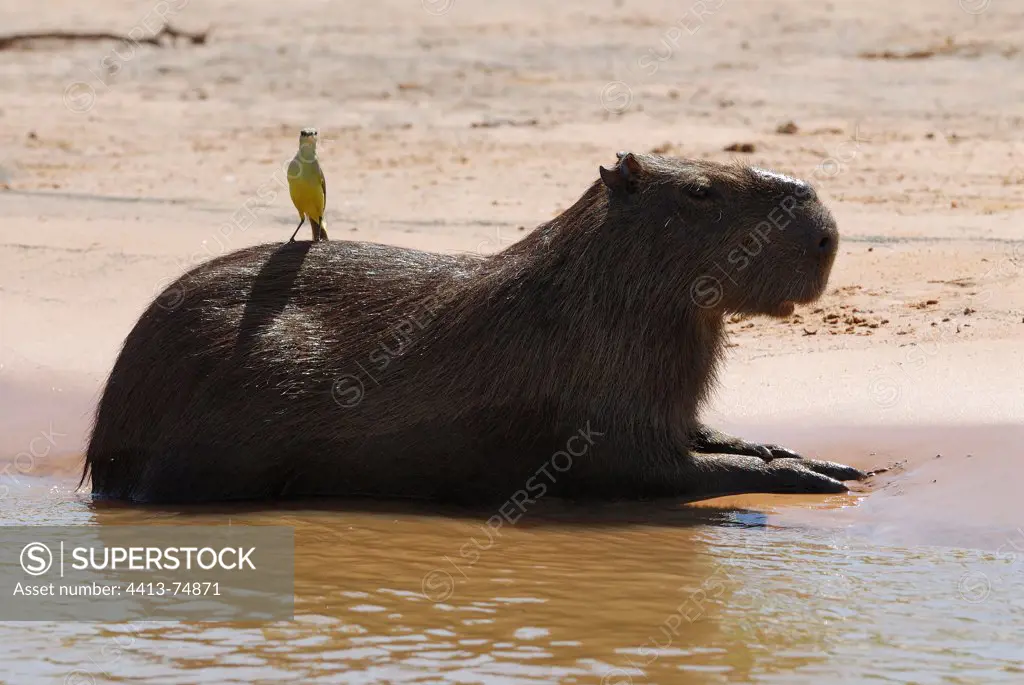 Capybara lying on a bank Pantanal Brazil