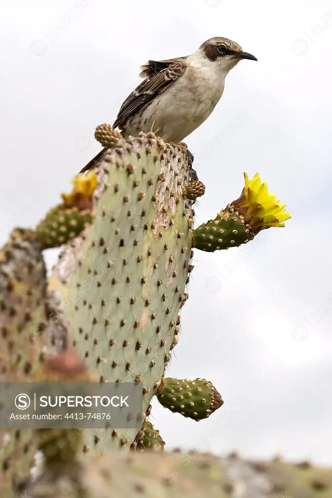 Galapagos Mockingbird on a giant Cactus in flower
