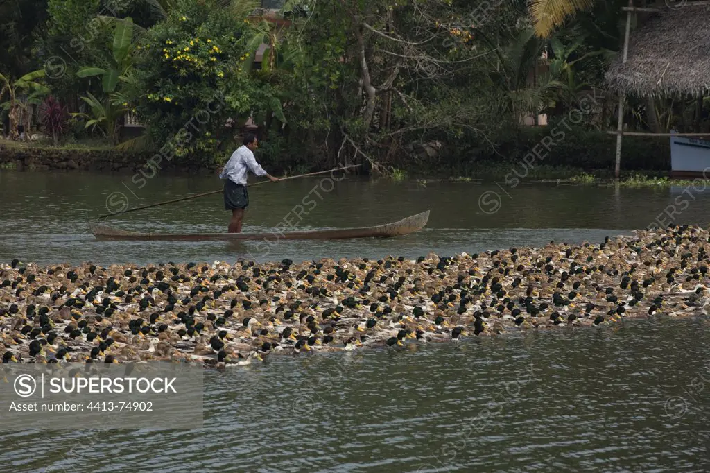 Duck breeding in southern India