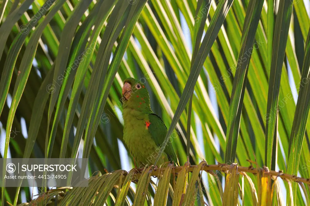 White-eyed Parakeet sitting on a palm tree Brazil