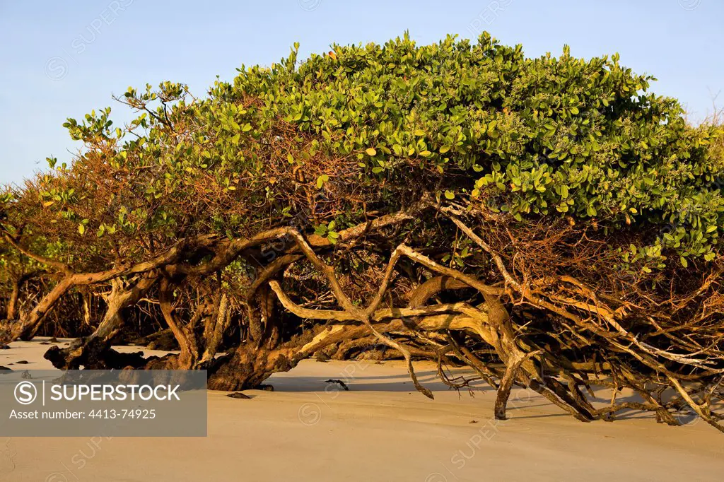 A mangrove on the island Isabela in the Galapagos Islands