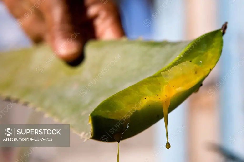 Juice flowing from a cut leaf aloe vera