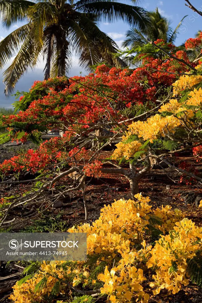 Flowers of orange and yellow Flame tree Galapagos Islands