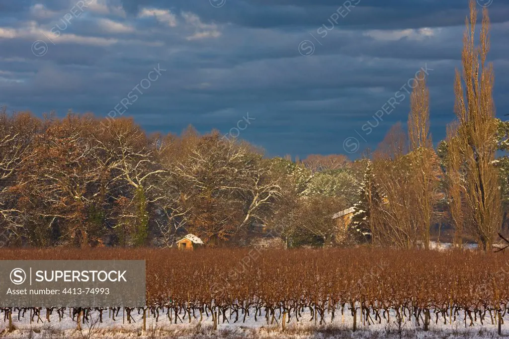 Vineyards and woods in winter in Provence France