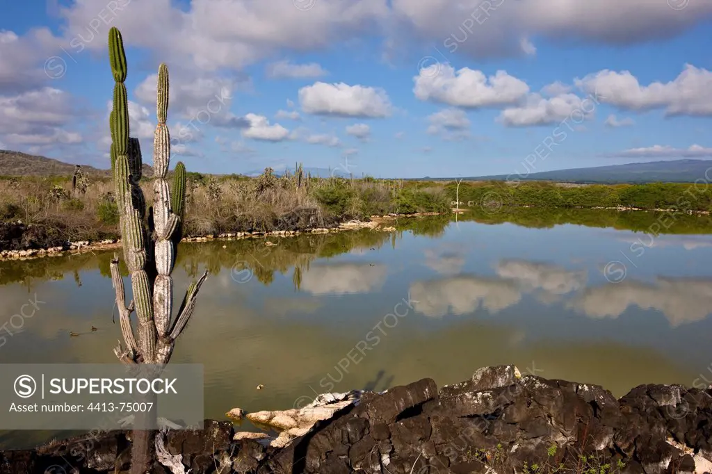 Candelabra cactus and inner lagoon Galapagos island