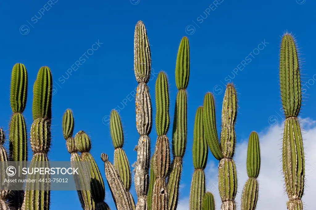 Candelabra cactus Isabela Island Galapagos Islands