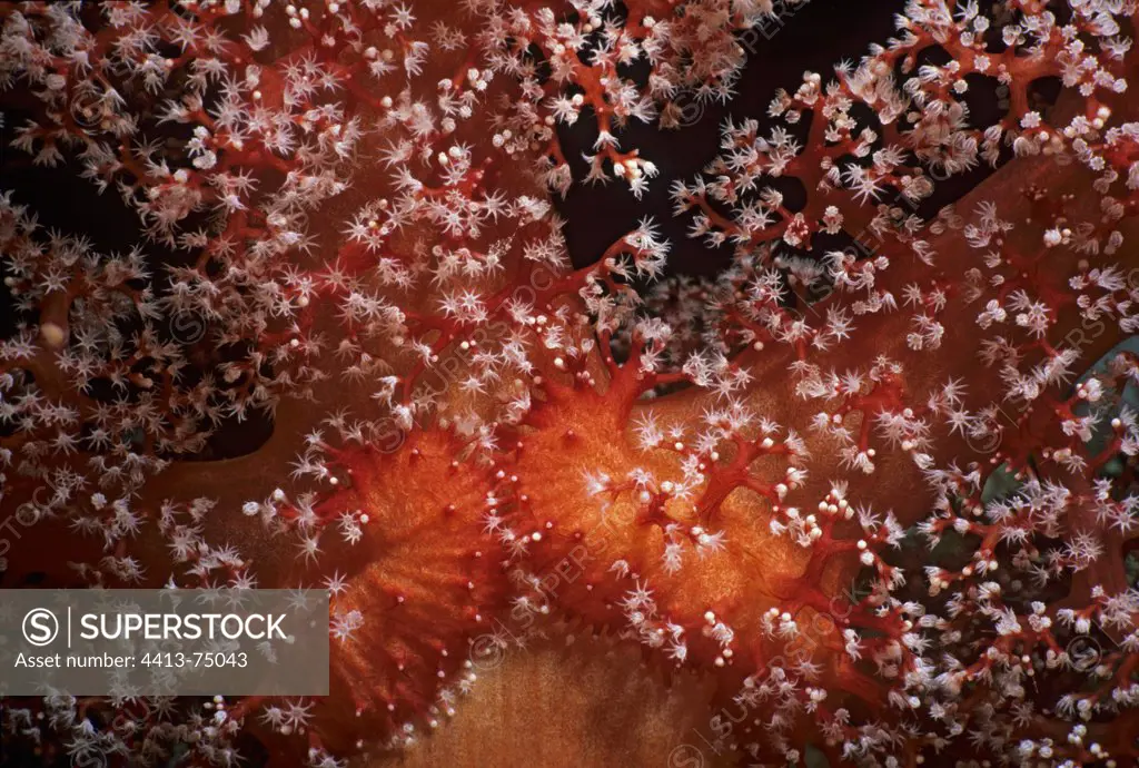 Alcynarian Soft Coral in the Red Sea Egypt