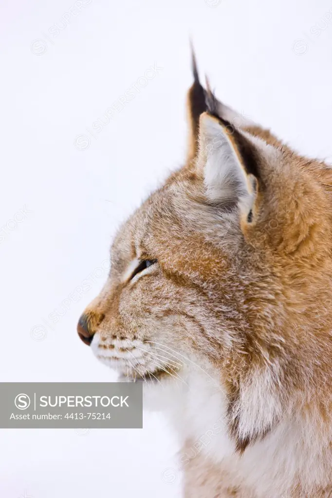 Portrait of sleepy lynx Scandinavia