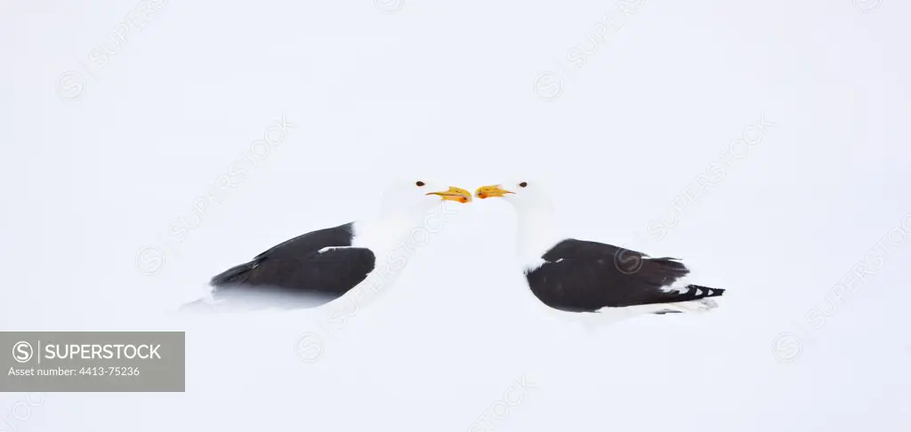 Great Black-backed Gull face to face in the snow Scandinavia