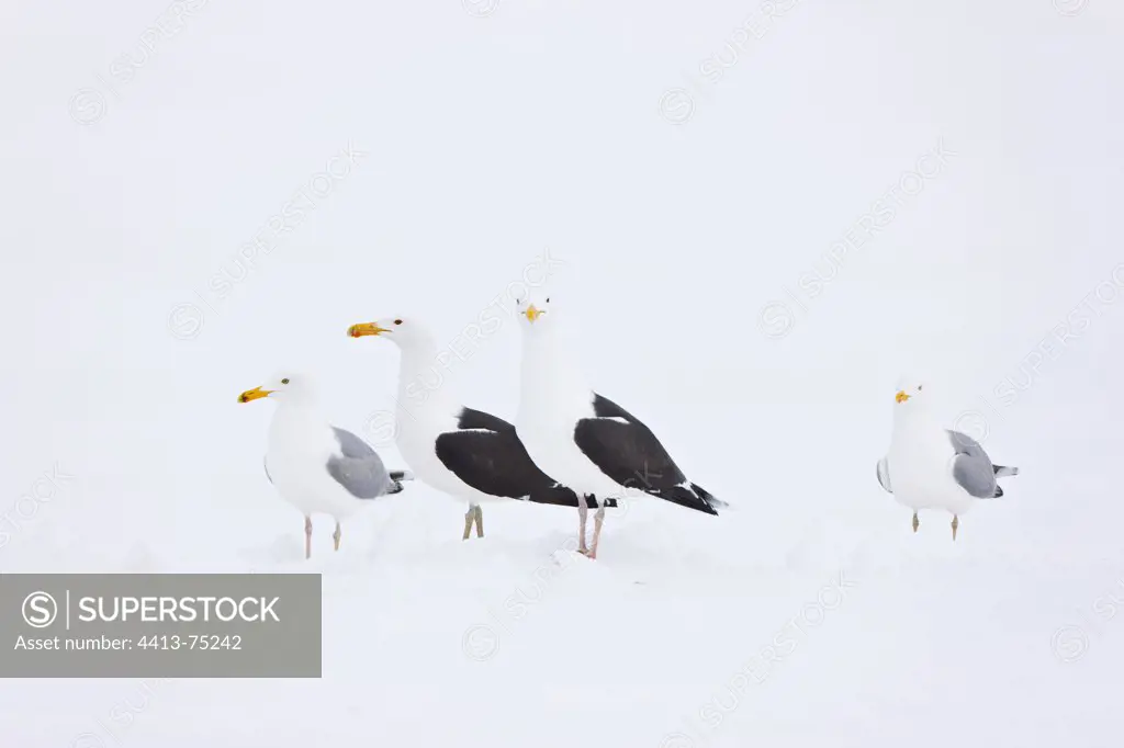 Herring and Great Black-backed Gull in the snow Scandinavia