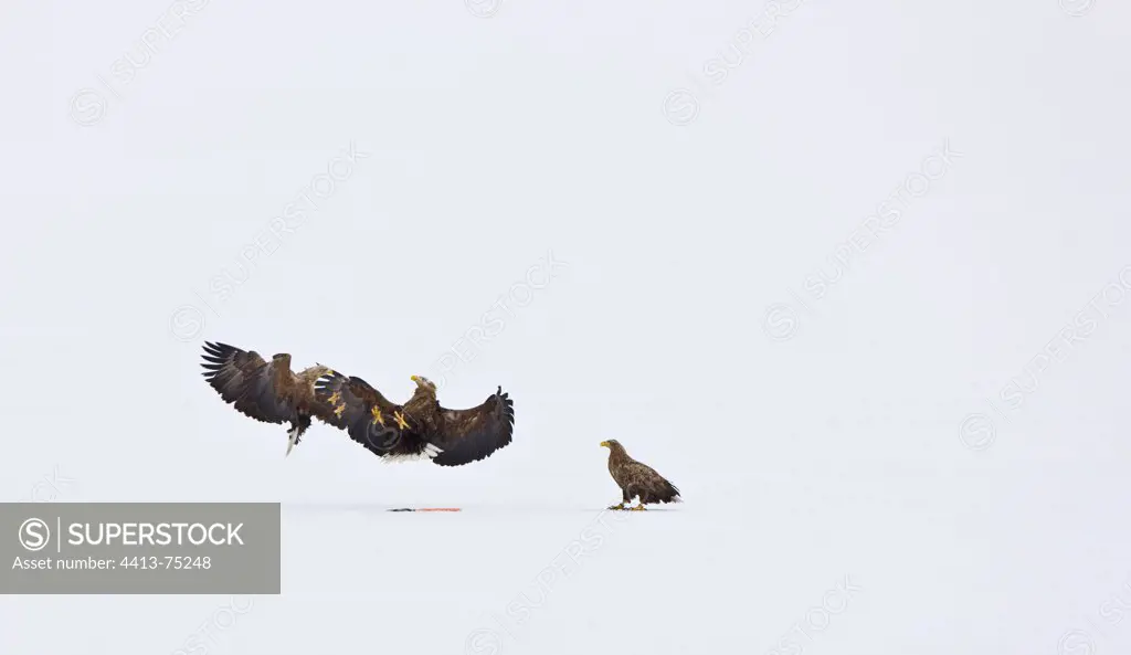 White-tailed eagle fighting on snow Scandinavia