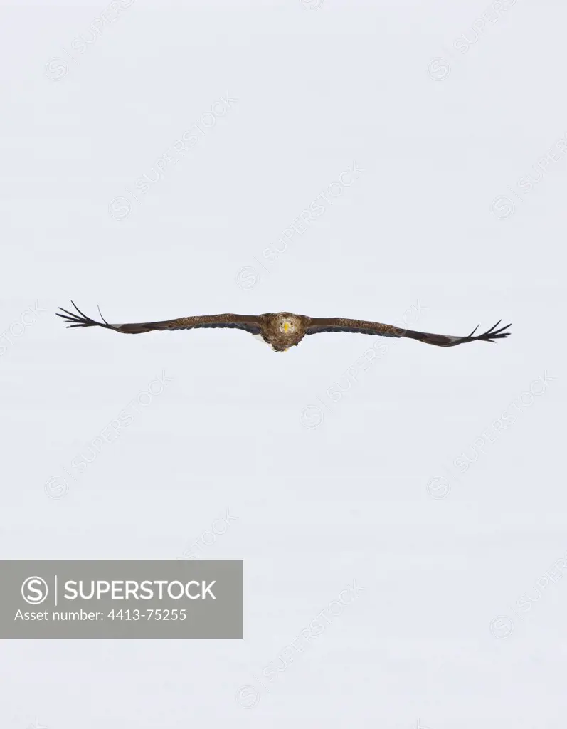 White-tailed Eagle in flight in winter Scandinavia