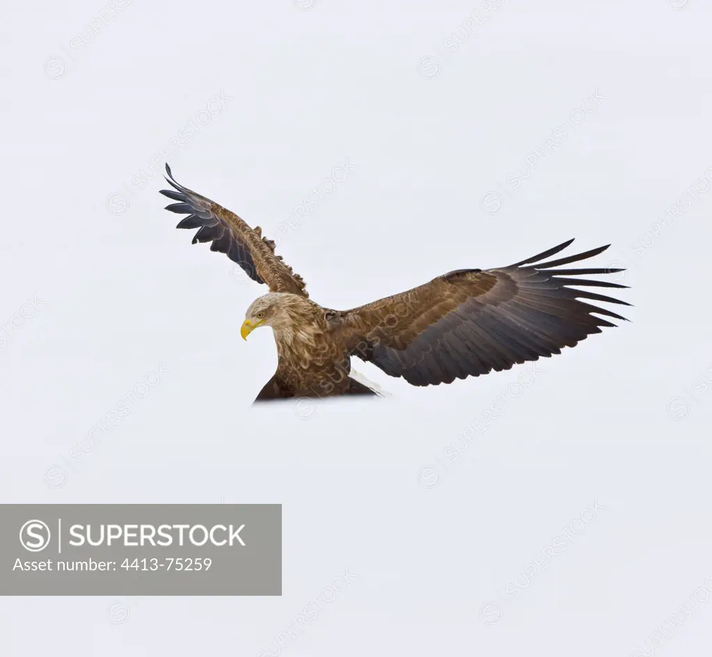 White-tailed Eagle flying away Scandinavia