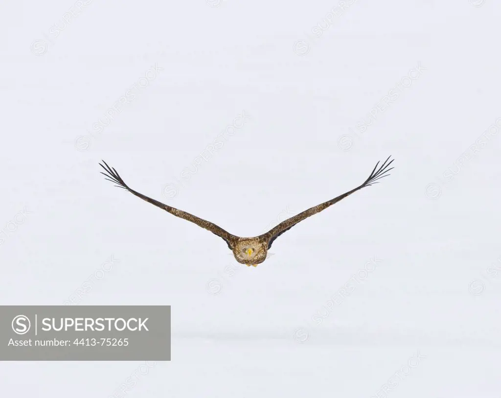 White-tailed Eagle in flight in winter Scandinavia