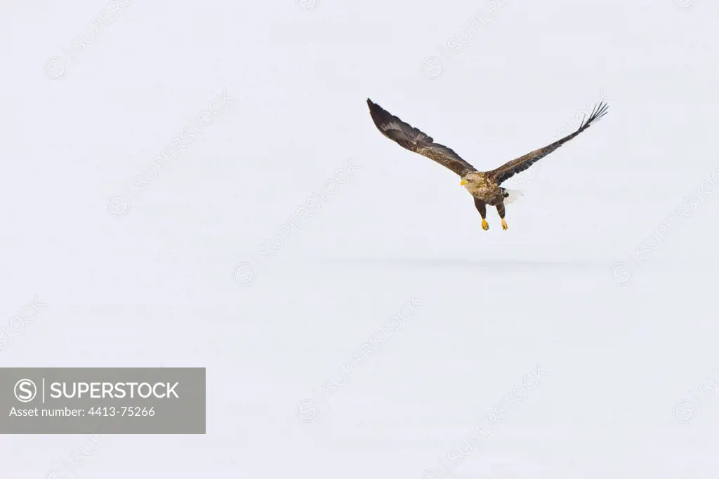 White-tailed Eagle flying away in winter Scandinavia
