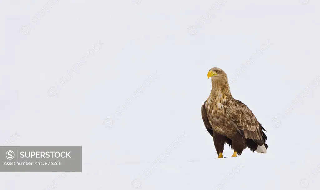 White-tailed Eagle in the snow Scandinavia