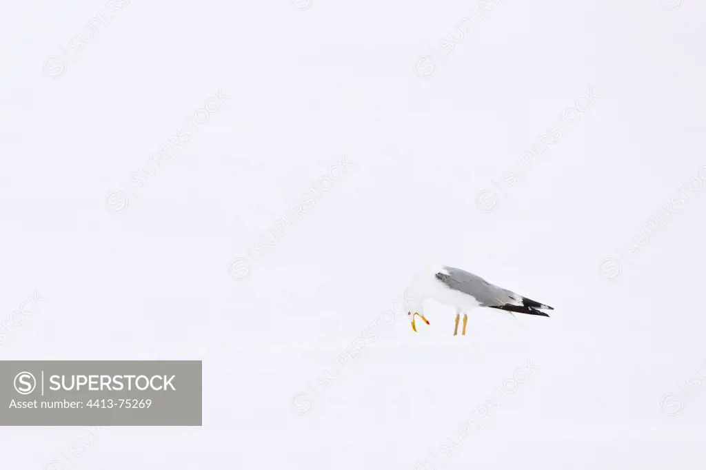 Herring Gull in the snow Scandinavia