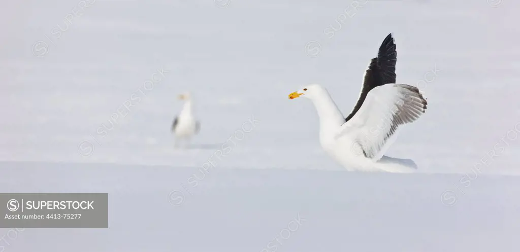Great Black-backed Gull in the snow Scandinavia