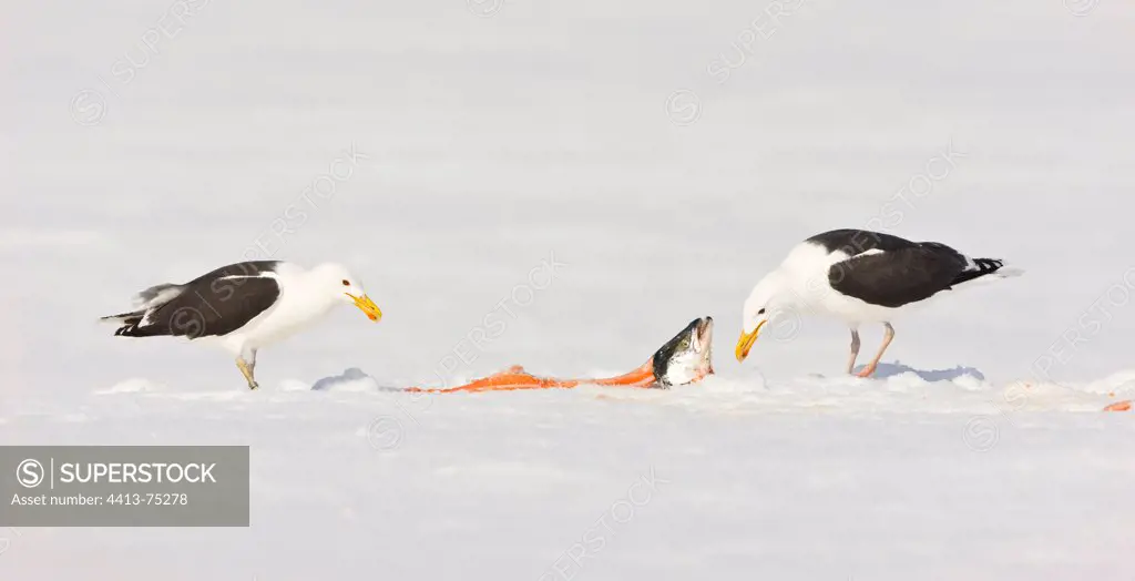 Great Black-backed Gulls eating in the snow Scandinavia