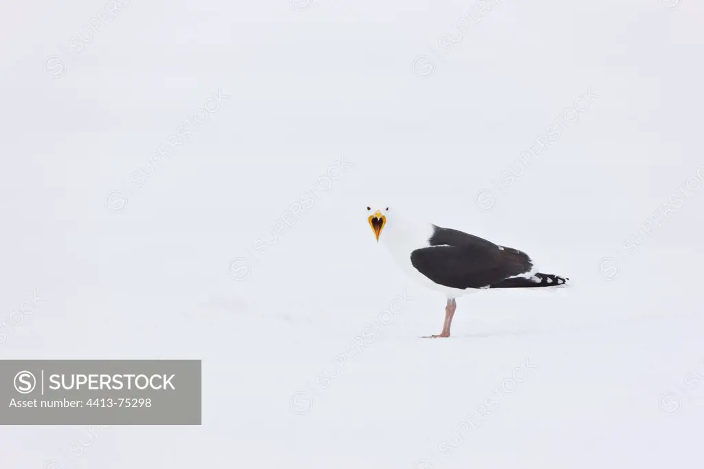 Great Black-backed Gull crying in the snow Scandinavia