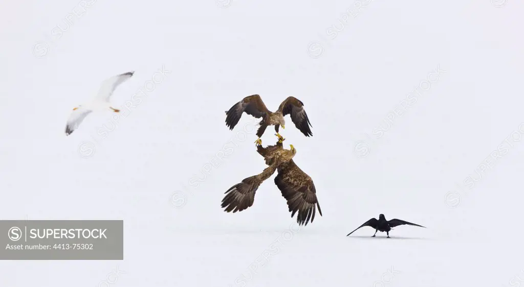 Fight of White-tailed Eagle in flight Scandinavia