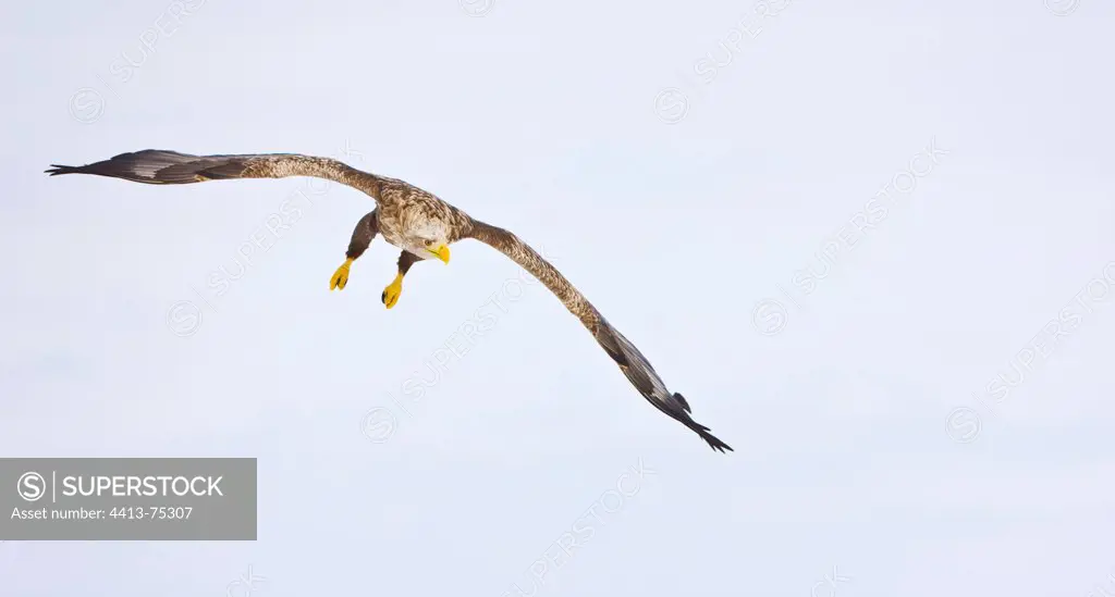 White-tailed Eagle landing on snow Scandinavia