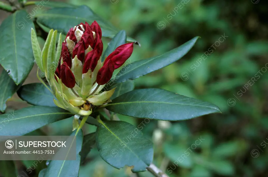 Rhododendron with large flowers red blood France