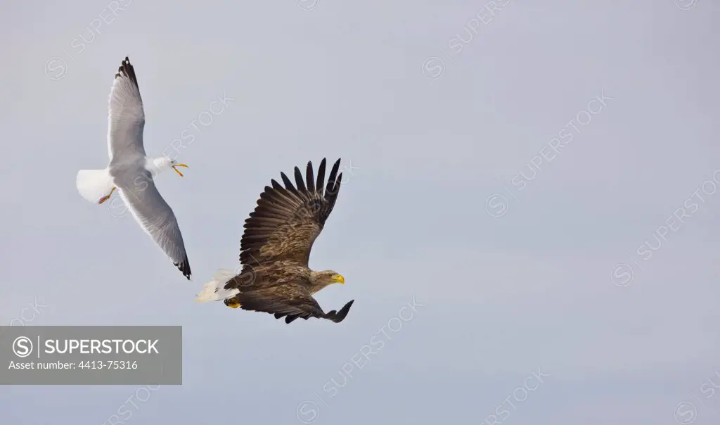 White-tailed eagle and herring gull in flightScandinavia