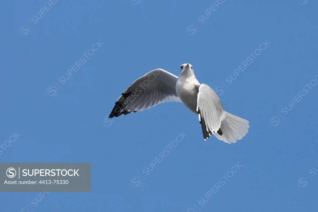 Common gull in flight GB