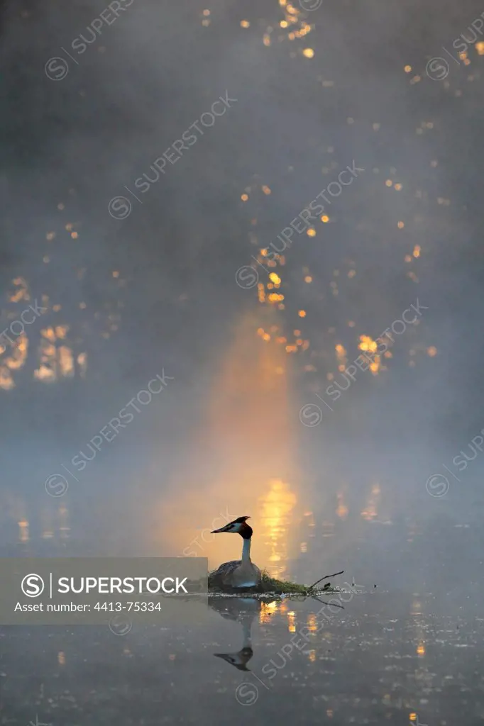 Great crested grebe on nest in the morning mist spring GB