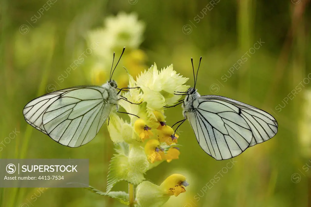Black-veined Whites on a Yellow-rattle Aube France
