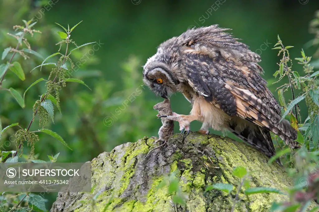 Young Long-eared owl eating a little rodent spring GB