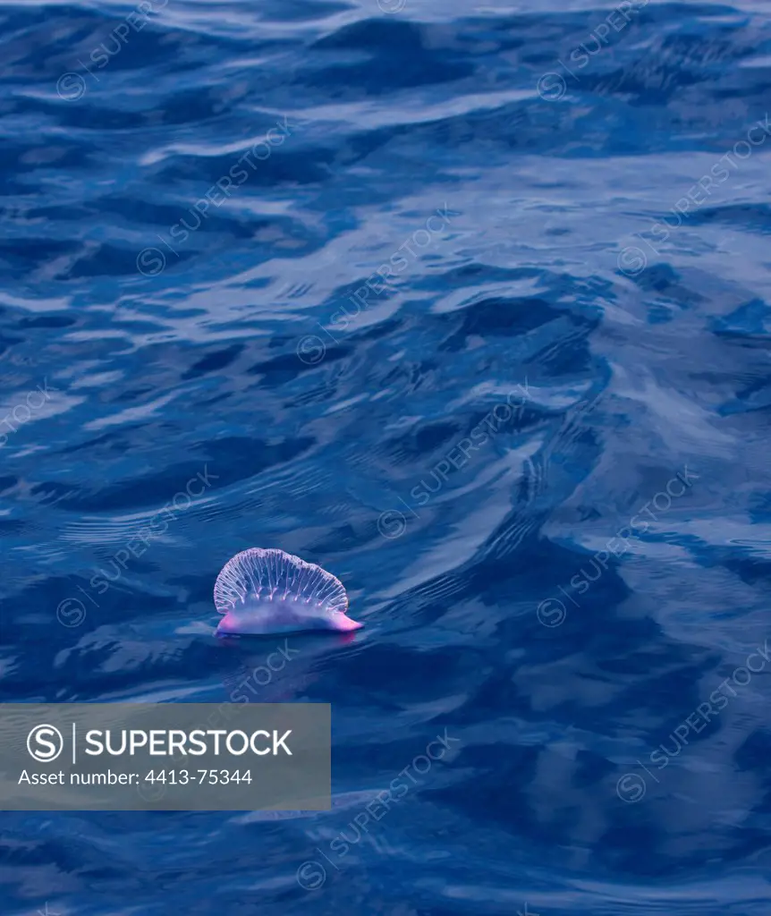 Portuguese Man O'war floating on the surfaceAzores