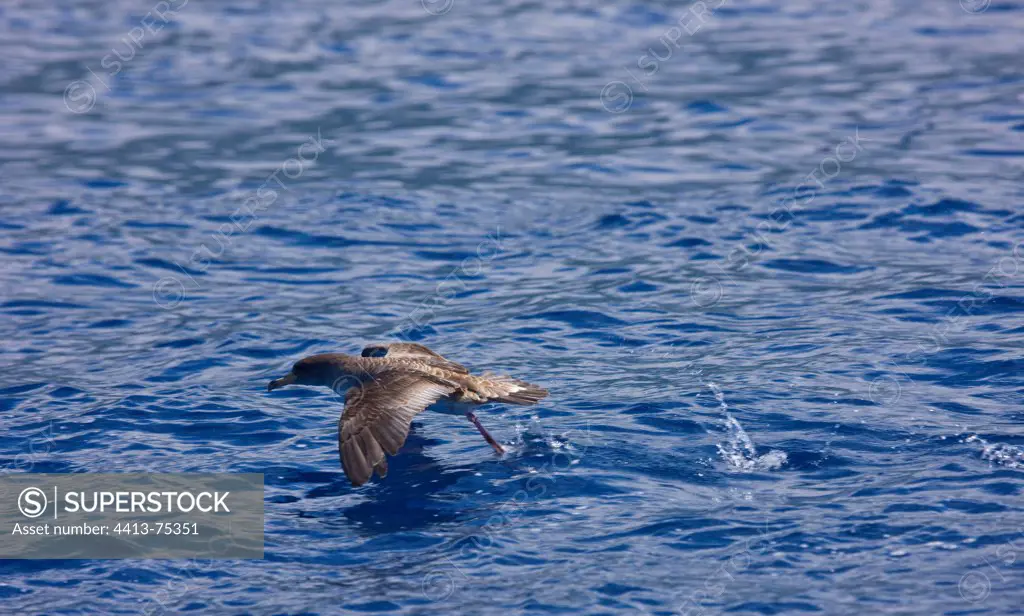Cory's Shearwater flying off the surface of the water Azores