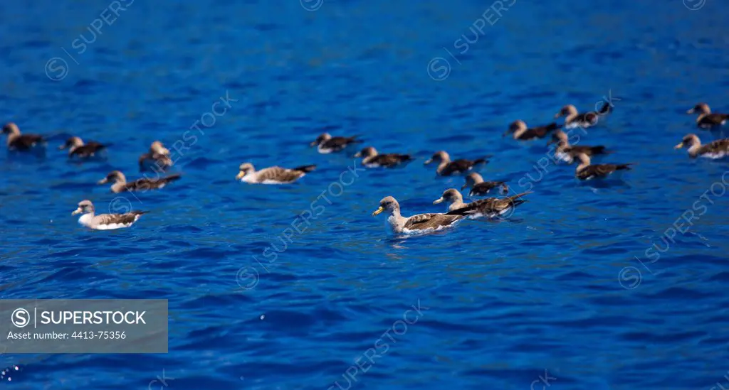 Cory's Shearwaters on water Azores