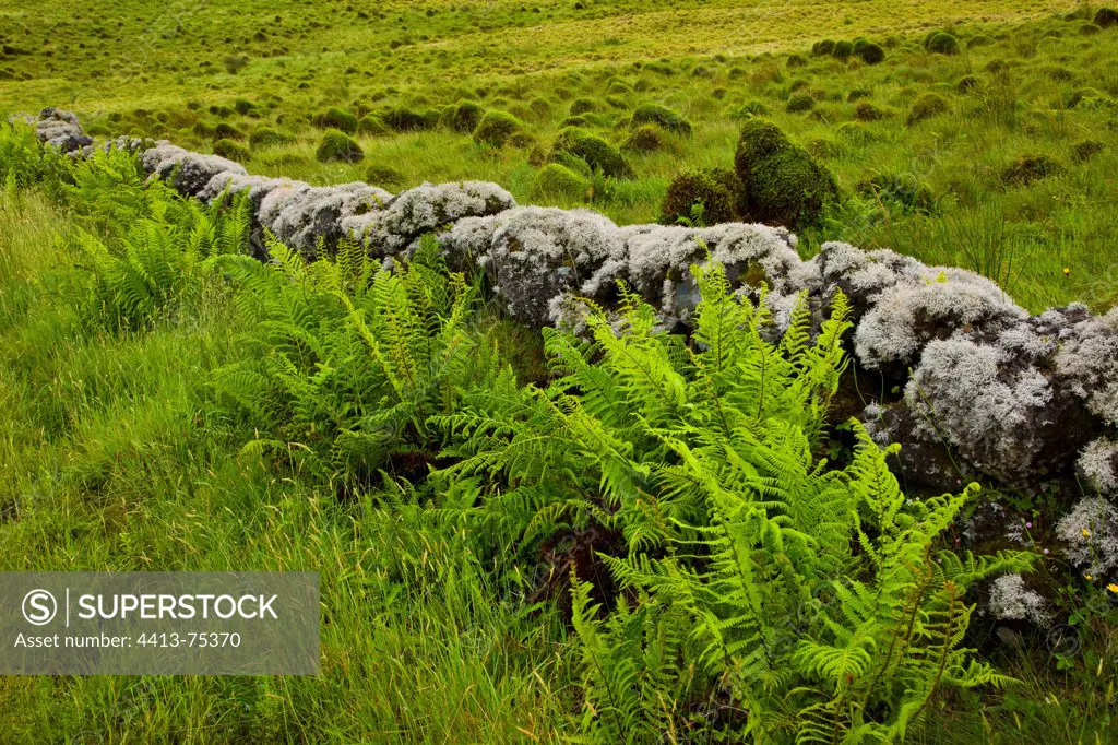 Wall and ferns on the slopes of Ponta do Pico Azores