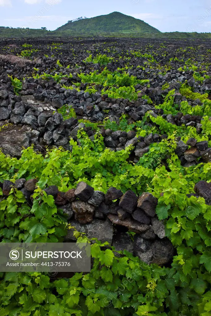 Landscape of the Pico Island Vineyard Culture Azores