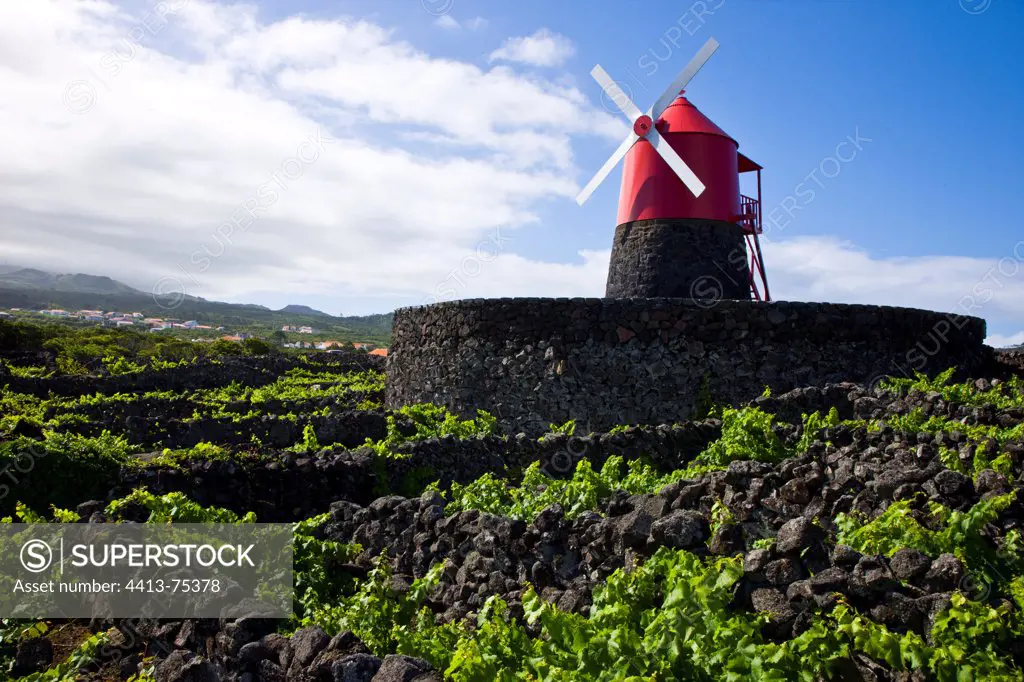 Landscape of the Pico Island Vineyard Culture Azores