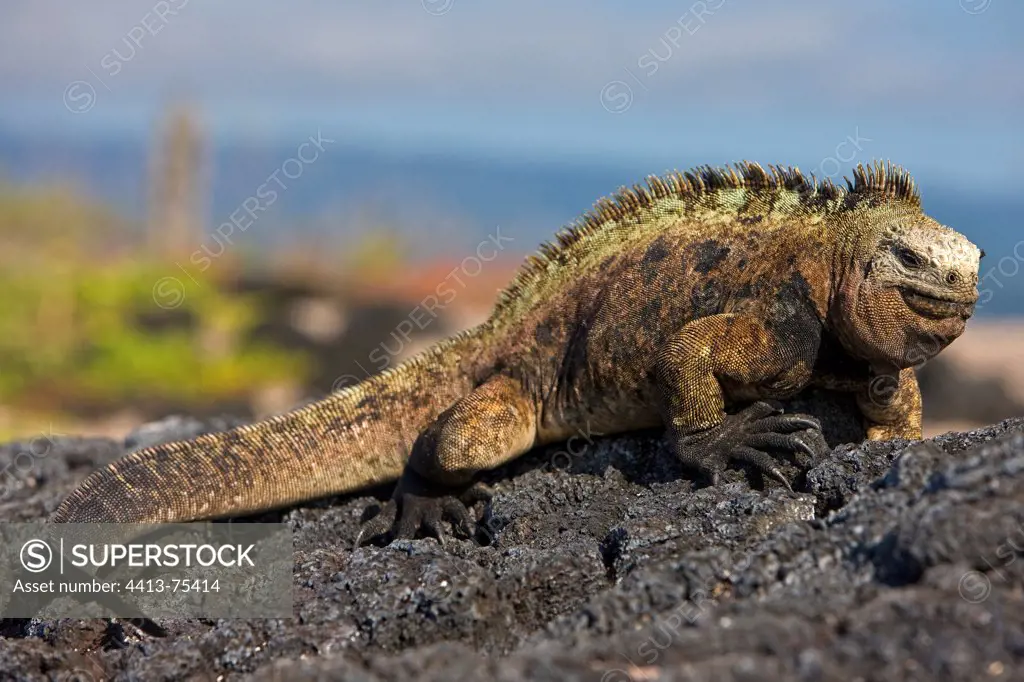 Galapagos Marine Iguana on the beach of the island Isabela