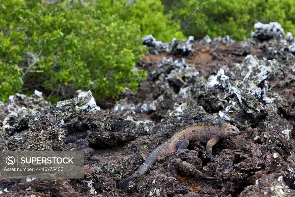 Galapagos Marine Iguana on a lava field Galapagos island