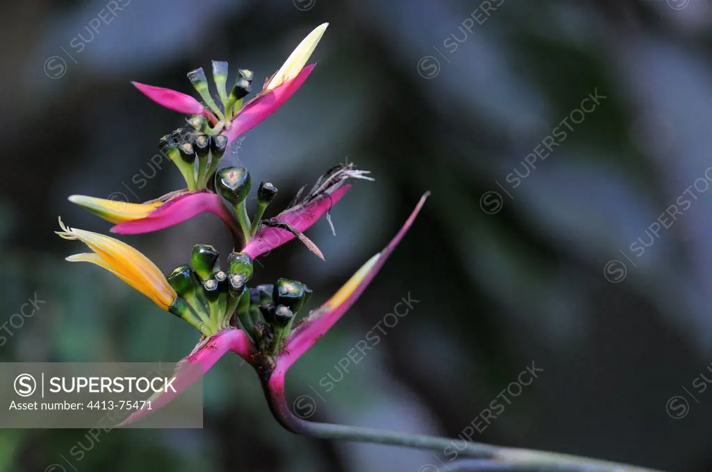 Heliconia flower in Chapada dos Guimares Brazil