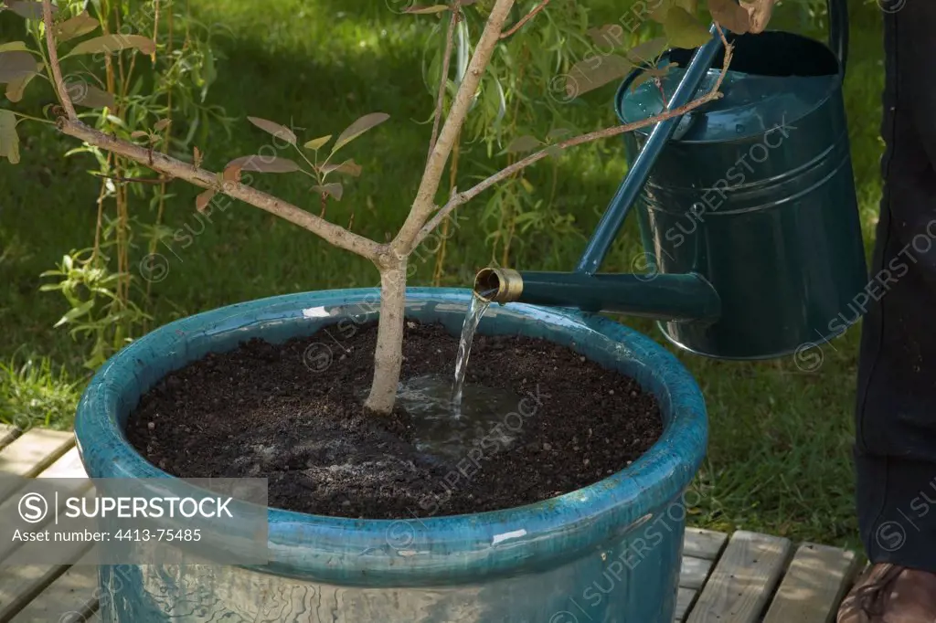 Plantation of a smoketree in a big pot