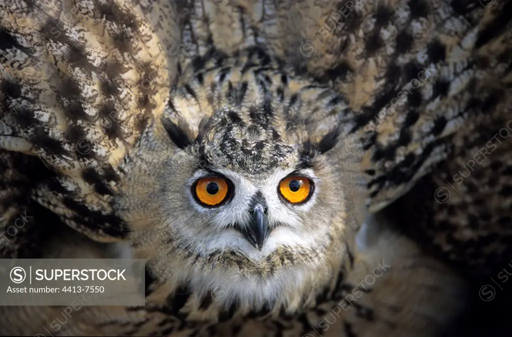 Eagle Owl in posture of intimidation France