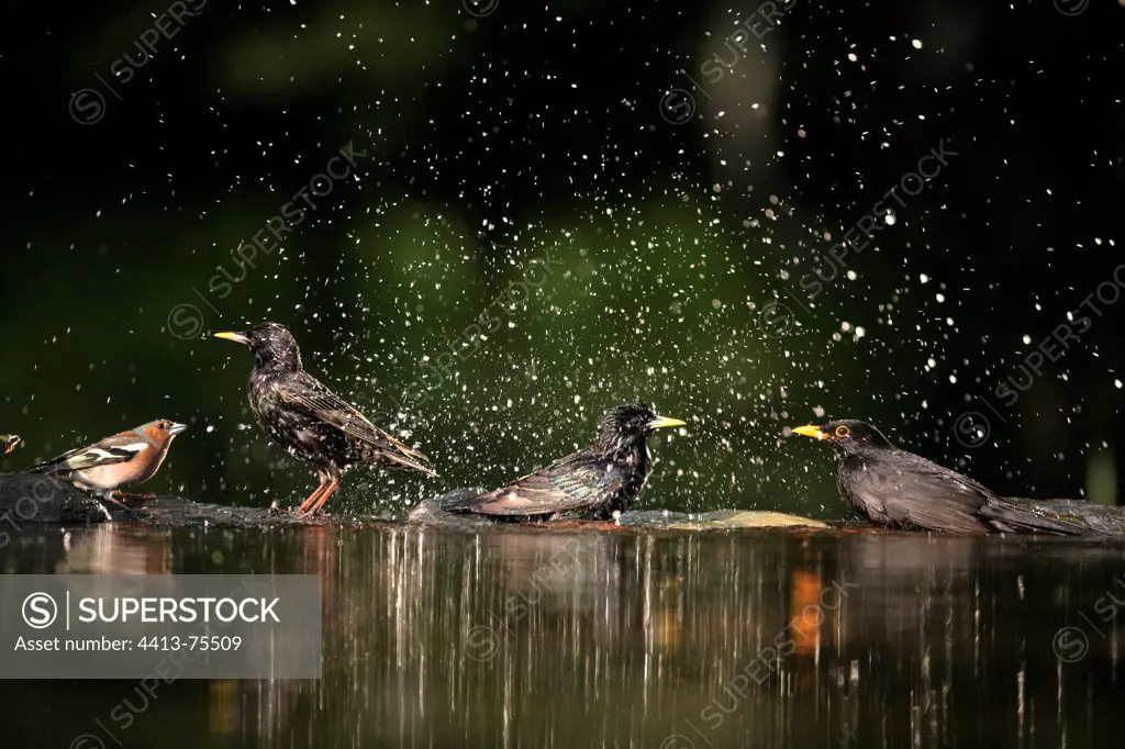 Starlings bathing on a water's edge Hungary