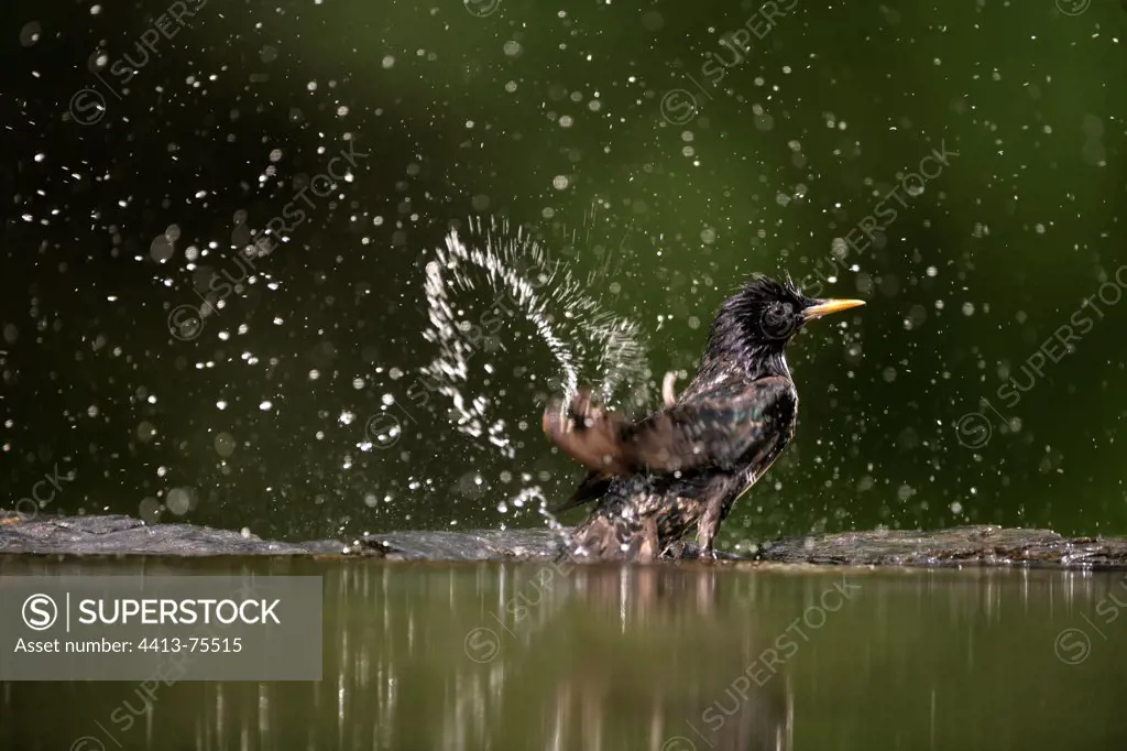 Starling bathing on the edge of a basin Hungary