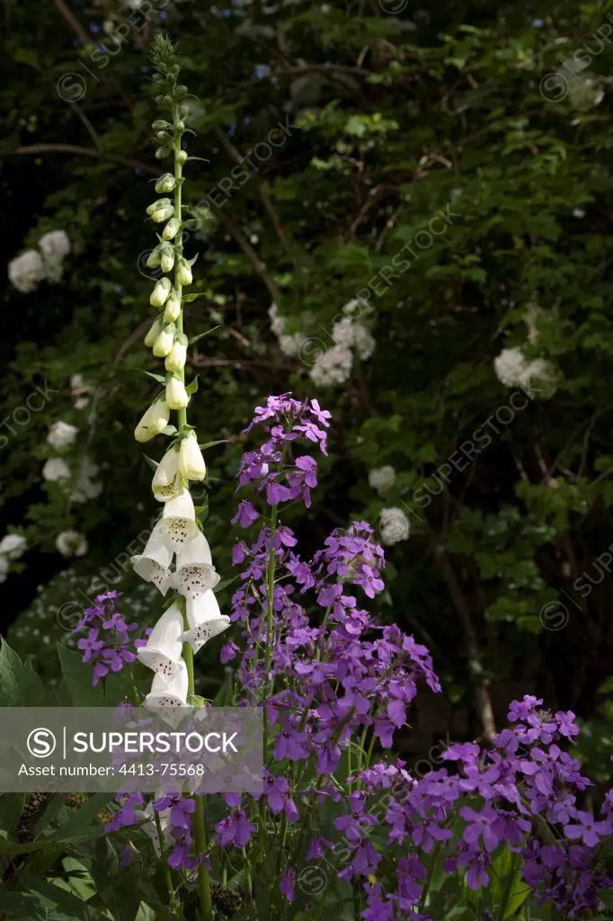 Dame's rocket seed and foxglove in bloom in a garden