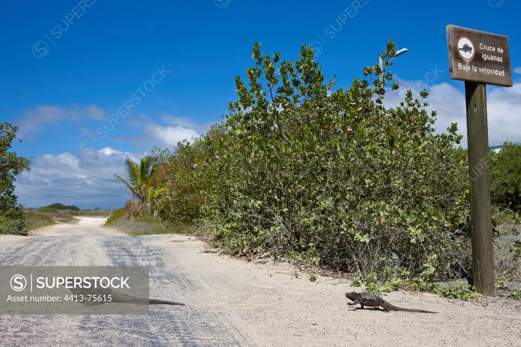 Galapagos Marine Iguana crossing the road Isabela island