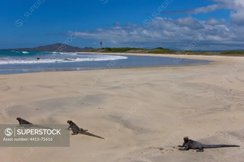 Galapagos Marine Iguana on the beach Isabela island