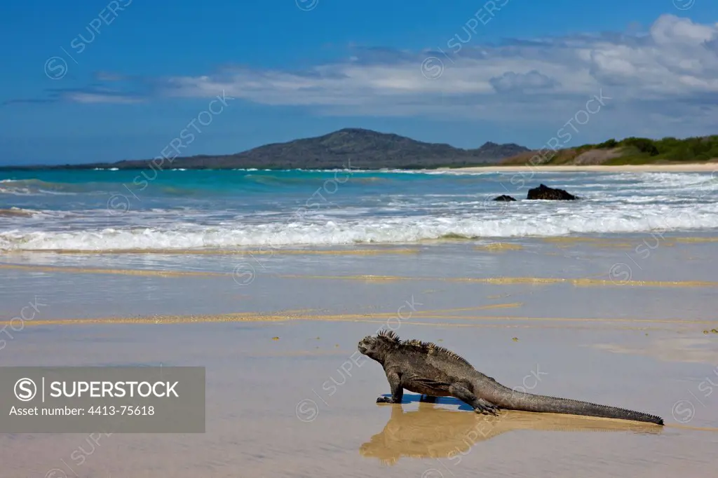 Galapagos Marine Iguana walking on a beach